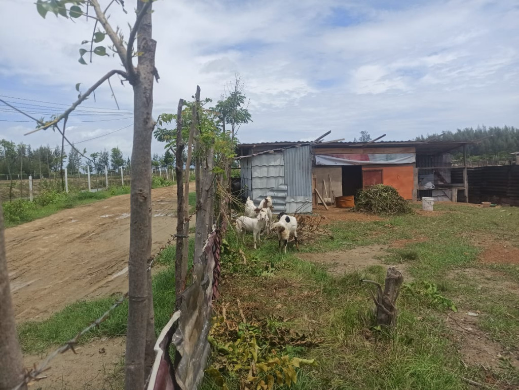 Peternakan Kambing di Gampong Baro 